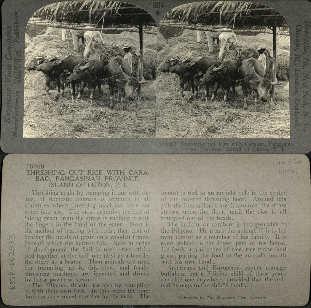 Threshing out Rice with Carabao, Pangasinan Province, Island of Luzon, P. I.